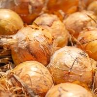 무안 황토 양파 2kg/3kg/5kg/10kg(옵션 선택)