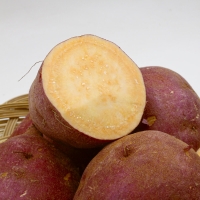 [신한카드 할인] [대표산지 영암] 호풍미 고구마(비세척)