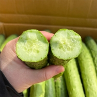 [보름데이] 백다다기 오이(푸)