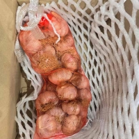 (최켓) 통마늘 2kg
