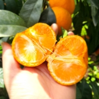 [오커최고] 시원 찐한 카라향 제주 카라향