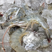 [오커캄스] 흰다리 새우 활새우 500g 1kg