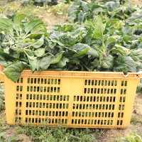 [오커최고] 해풍 시금치 남해안 섬초 500g 1kg 2kg 보물초