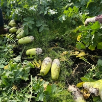 [주말특가] 겨울의 보물  제주 흙 월동무