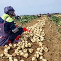 아삭한 식감과 단맛이 강한 국내산 양파 5kg/6kg