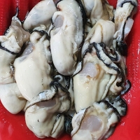(산지직송)  -   통영 햇 생굴 1kg,2kg,3kg,5kg
