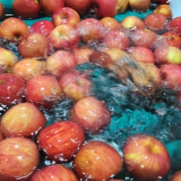 달콤하고 맛있는  세척사과