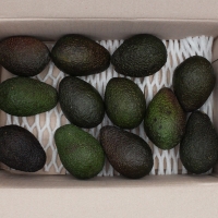 [오커캄스] 천연 버터 아보카도 수입 아보카도