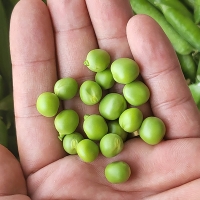 [오커최고] 톡톡 완두콩 껍질 완두콩 500g 1kg