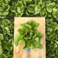 [무농약/수경재배] 유러피안 유럽상추 모듬세트 [600g-1kg/3종랜덤발송]