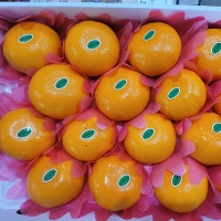 [보름데이] [선물세트] 천혜향 실속,고급 선물세트