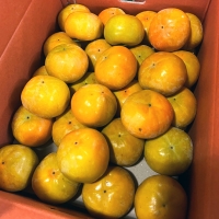 [농협] 한아름드린 가을제철 단감 6종 5kg/10kg