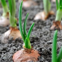 [부엌애] 25년 햇양파 부안 해풍 특상품 양파 2.5kg~10kg