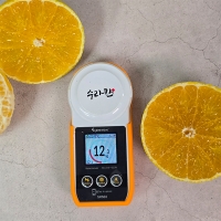 시원한 해풍맞고자란 제주 황금향