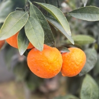  [농장직송] 제주 고당도 카라향 로얄중과 [1.5kg~4.5kg] 