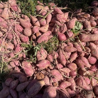 [고구최고] 호풍미 고구마 국산 품종 2kg 3kg 5kg 10kg