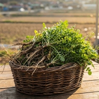 남해 세척냉이(푸)