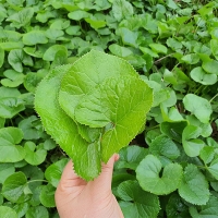 [보름데이] 제철  햇  곰취나물(푸)