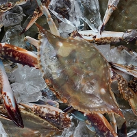 [보름데이] 연평도 급냉 하프절단 암꽃게(푸)