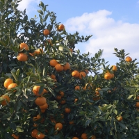 [농협] 한아름드린 천혜향세트 3kg(특15과내)  1박스/2박스