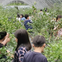 (25년산) 홍성 농부의 국내산 유기농 블루베리 (냉동과) 1kg (500g x 2팩)