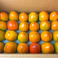 [신한카드 할인]  제철을 맞은 햇  대봉감(푸)