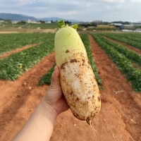 [만원의 행복] [채소브팜] 햇 무 달큰한 무우 무시 못난이 무 미니무 정품무 5kg 10kg 비세척 흙무