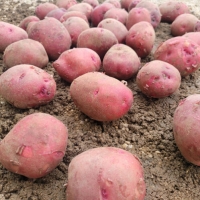 [햇 홍감자] 포슬포슬 카스테라 홍감자 [2kg-8kg]