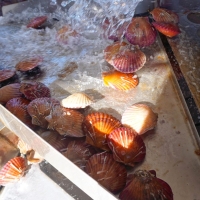 [산지직송] 국내산 당일조업 홍가리비 1kg(30-35미 내외)