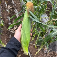 [신한카드 할인] 냉동 강원도 초당옥수수(푸)