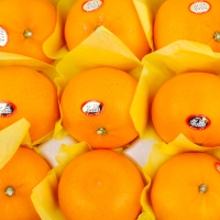 [농협] 한아름드린 천혜향세트 3kg(특10과내)  1박스/2박스