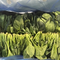 [신한카드 할인]  남해의 선물  보물초 시금치(푸)