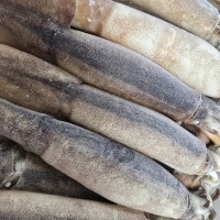동해안 자연산 급냉 오징어(20~24미)