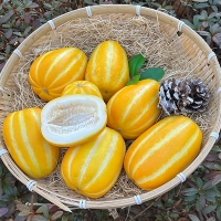 달콤아삭 향긋한 가정용 성주참외