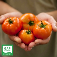 [부엌애] GAP인증 토마토주스용 유럽종 못난이토마토 2.5kg/5kg