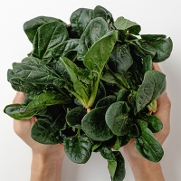 [만원의 행복] 남해의 선물  보물초 시금치(푸)