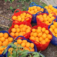 과즙이 일품인  고당도  황금향(푸)