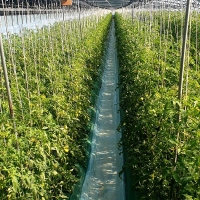 [보름데이] 높은당도 프리미엄 대저 토마토(푸)