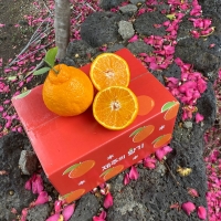 [특별할인]새콤달콤 감귤 제주 고당도 꿀 한라봉 2kg 3kg 5kg
