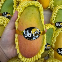 프리미엄 무지개망고(푸)