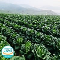 [만원의 행복]맛과 영양이 듬뿍인 프리미엄 배추김치(푸)