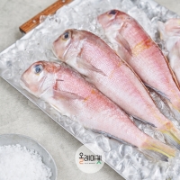 [제주올레] 통옥돔 대 160g * 5미
