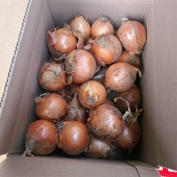 국내산 만생종  양파(푸)