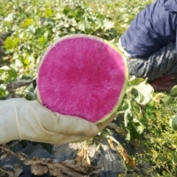 [김장최고] 수박무 아삭 은은 과일 무 무우 무시