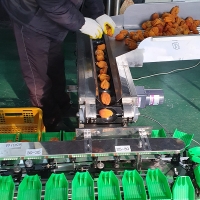 전통방식 그대로인 반건시 상주곶감(푸)