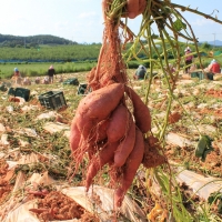 [고구브팜] 호박고구마 촉촉 달콤 호구마 2kg 5kg 10kg