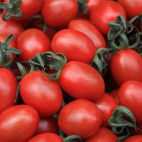 [GAP인증] 고당도_샛별 대추방울토마토 [1kg-2kg]