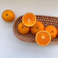 [★100개 한정][제주직송] 프리미엄 노지감귤