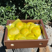 [선물세트] 제주  황금향 선물세트 2kg/3kg/5kg (푸)