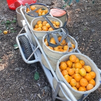 [신한카드 할인] 청정 제주 노지 감귤(푸)